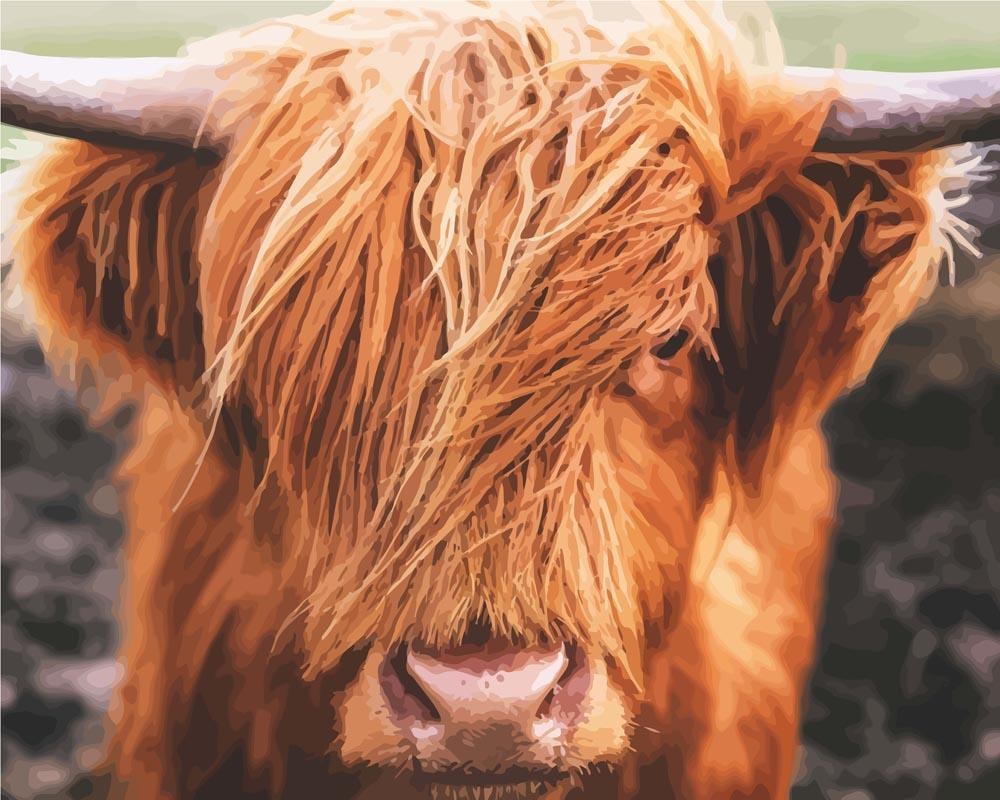 Modèle à peindre Vache des Highlands, peinture par numéro 30×40 cm — Maison Artsen